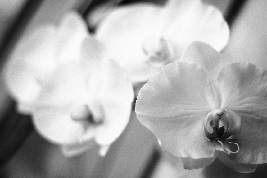 Orchidee web